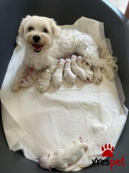 Ράτσα: Μαλτέζ - Maltese | Ηλικία: 2,5 μηνών | Φύλο: Αρσενικό | Αρ. Microchip: 985113009870088 | Ιδιώτης | Εκπαιδευμένο | Pedigree | Περιοχή: Αθήνα, Αττική